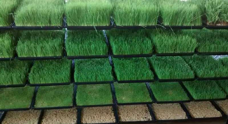 Как выращивать зеленый гидропонный корм?
