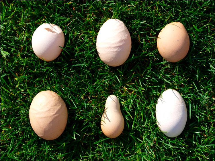 Почему у несушки мелкие яйца