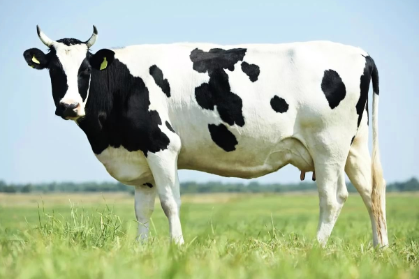7 самых молочных пород коров