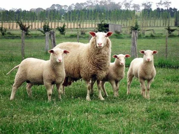 Лучшие породы овец