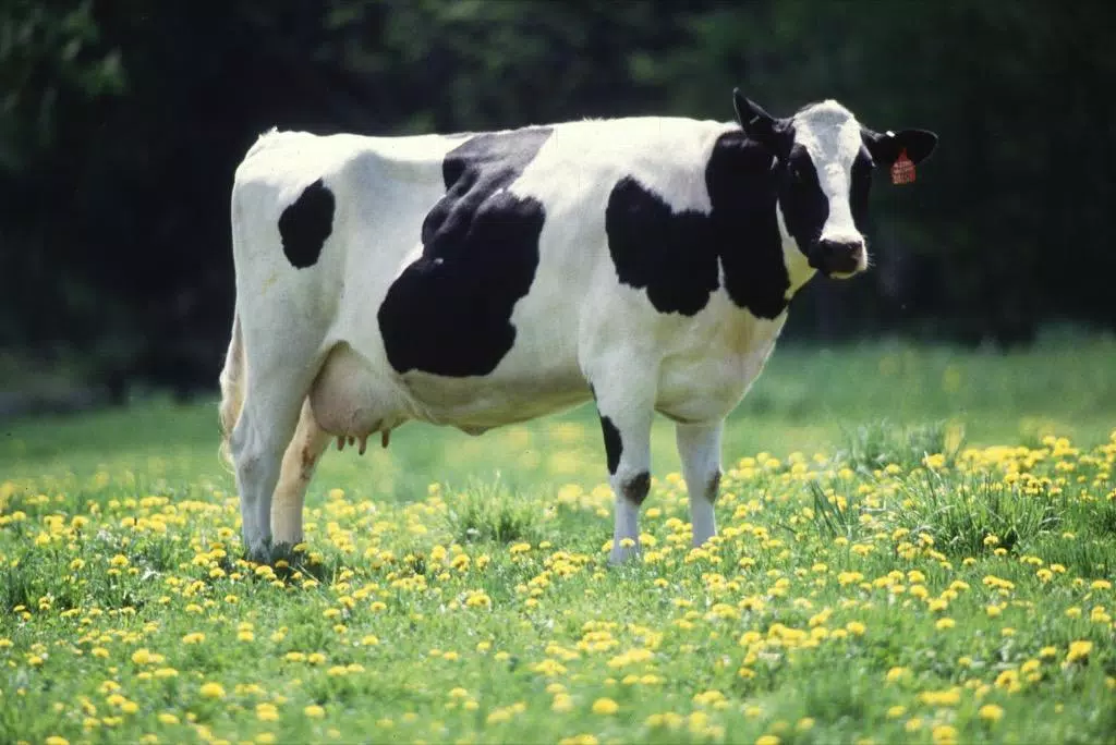Голштинская порода коров 1korm