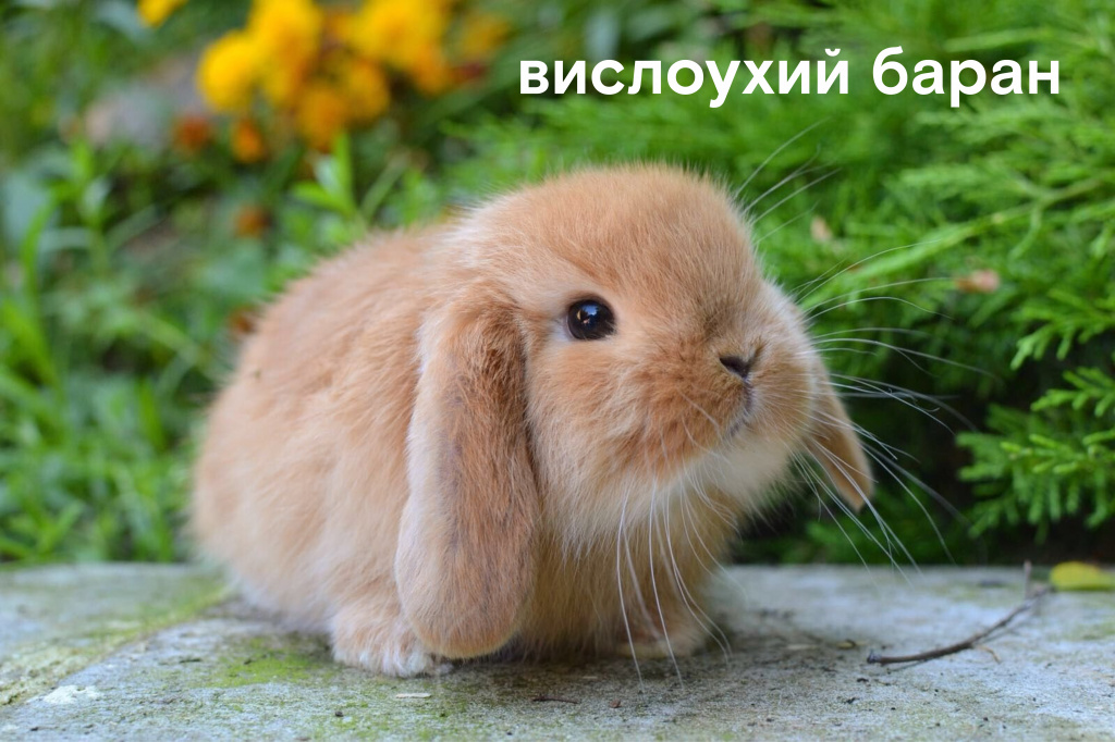 Самые интересные породы декоративных кроликов | Блог зоомагазина жк-вершина-сайт.рф
